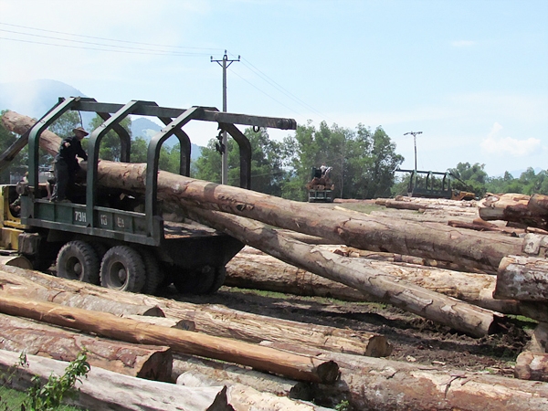 Chế biến gỗ xuất khẩu: Khó vì nguồn nguyên liệu